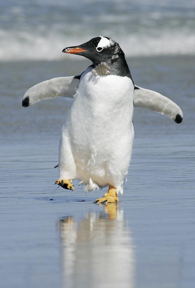 Gentoo penquin.jpg